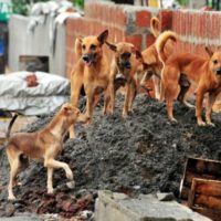 Are You Vexed by Stray Dog Menace in Noida