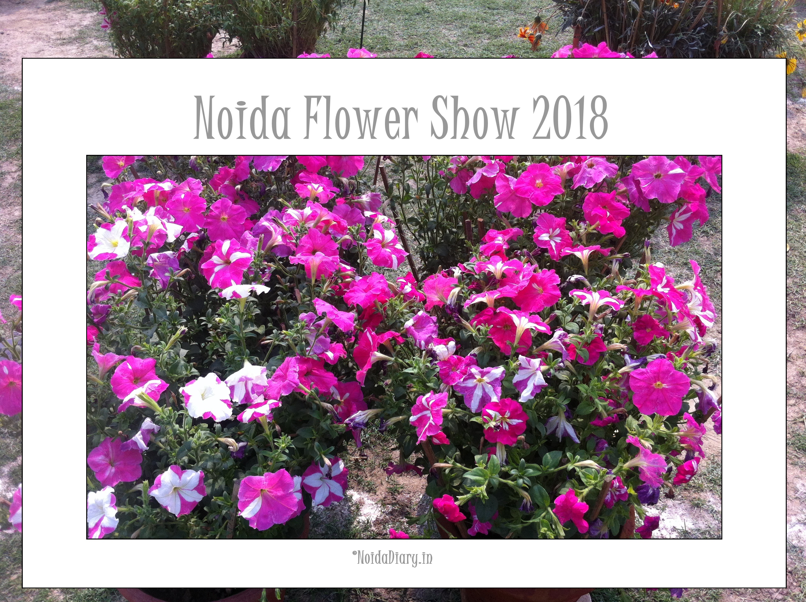 Noida Flower Show 2018