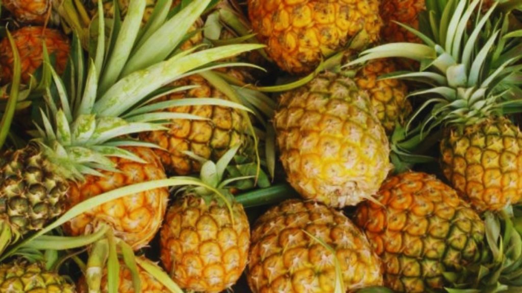 Tripura Global Pineapple Festival 2026 | First edition of celebrating GI tagged Queen Pineapple of Tripura in Delhi