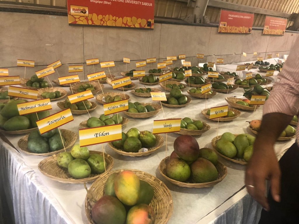 Display of Alphonso, Himsagar, Langra, Dasheri and Chausa mangoes at a Delhi mango festival