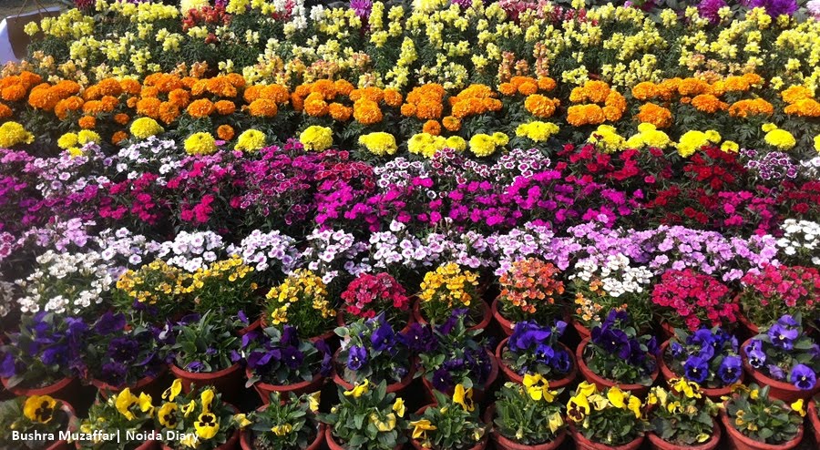 Noida Flower Show