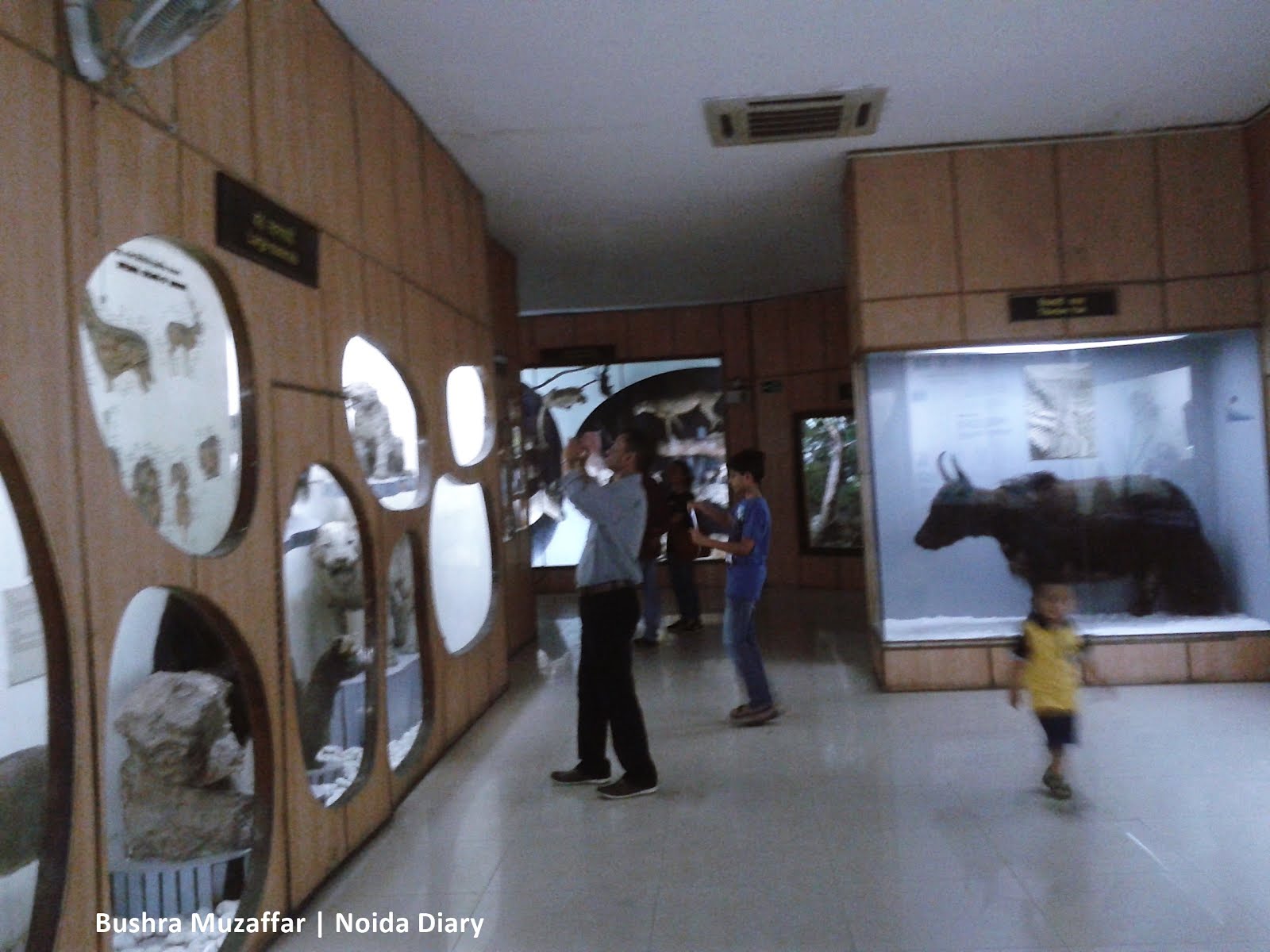 National Museum of Natural History – A Treasure Lost