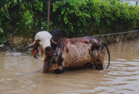 Bull Pritam worth 1 crore rescued by NDRF Team from Noida