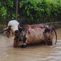 Bull Pritam worth 1 crore rescued by NDRF Team from Noida