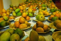 Mango Festivals in Delhi NCR 2026: Best Melas & Events Worth Visiting